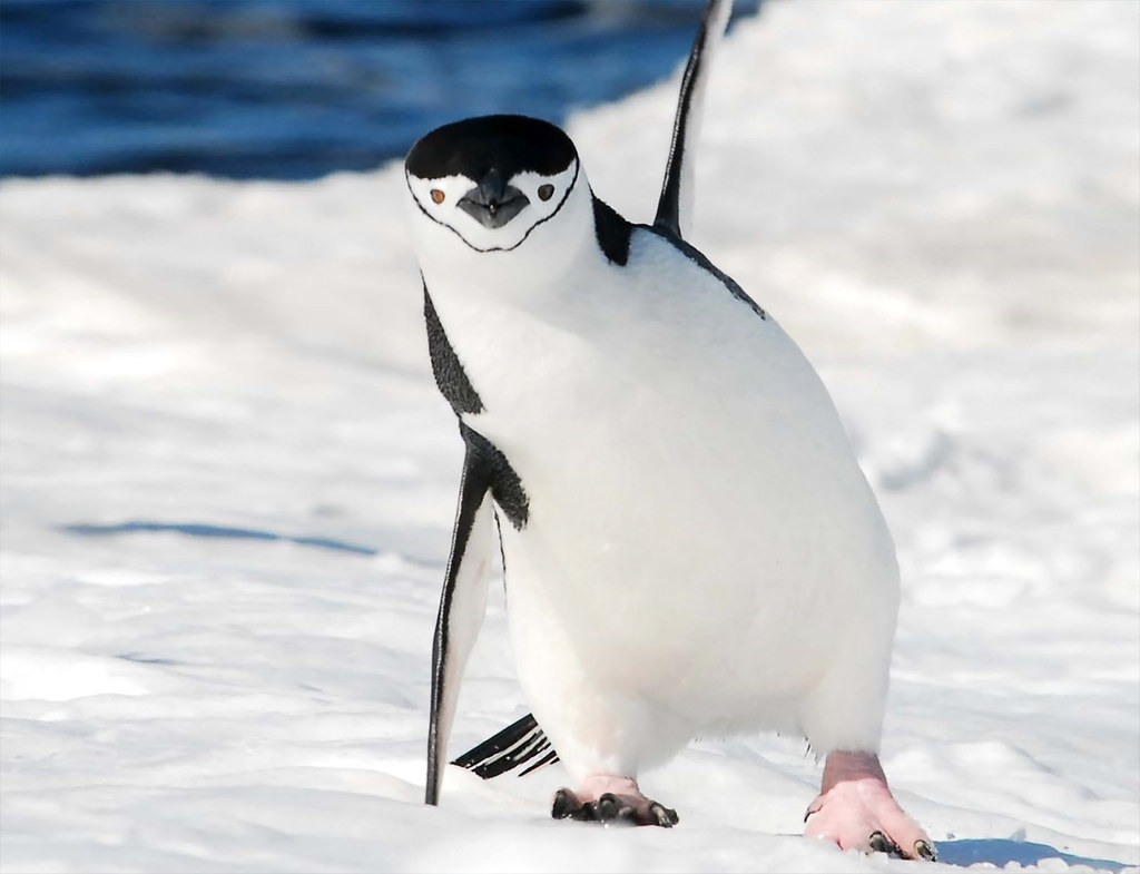 Un raro pingüino antártico encontrado muy lejos de casa